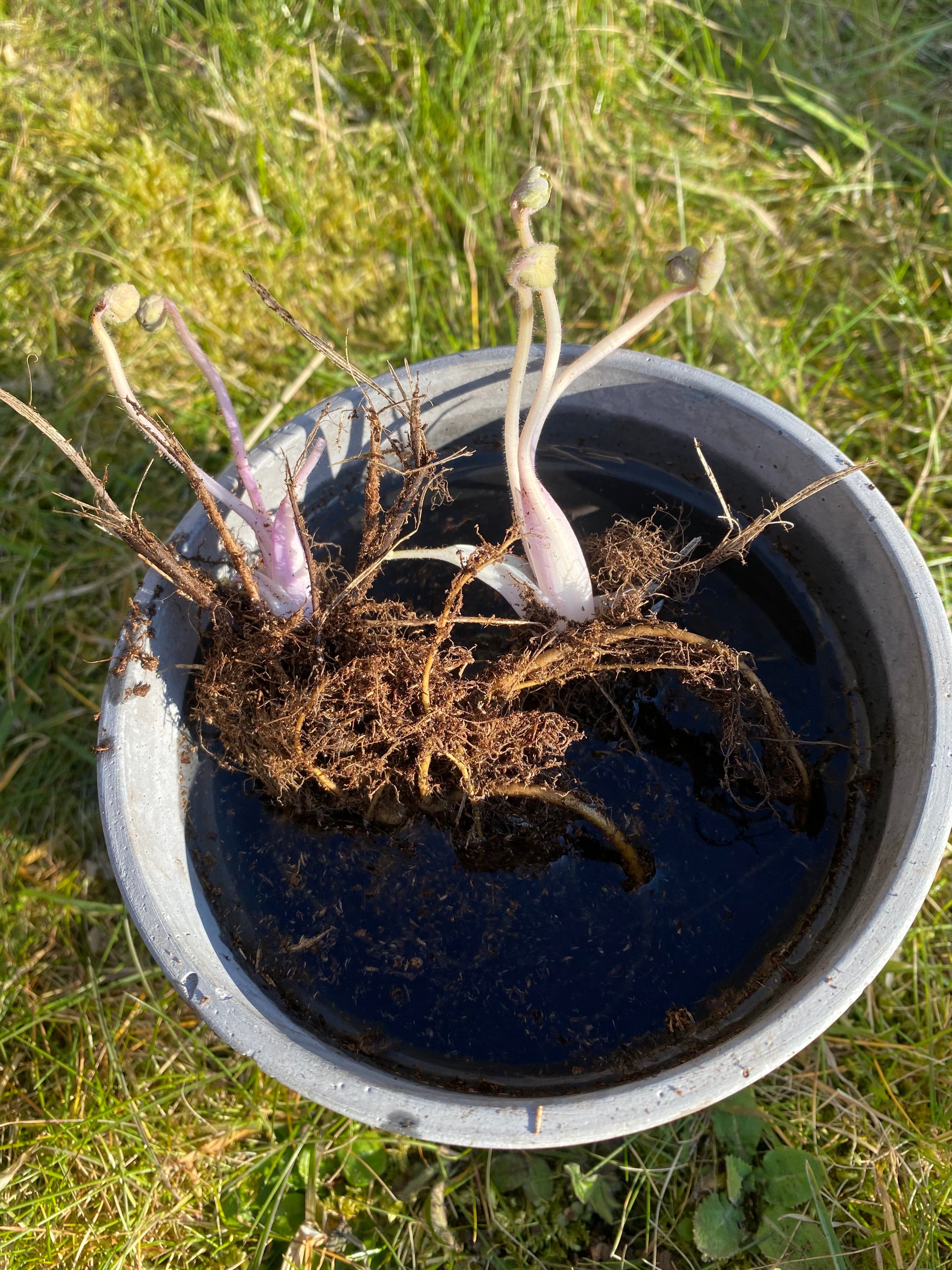 Barrodsplanter i blød i en spand vand før plantning
